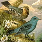 Blue Rock-Thrush